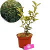 Schramas Olijfwilg Elaeagnus Ebbingei + Pot 17cm