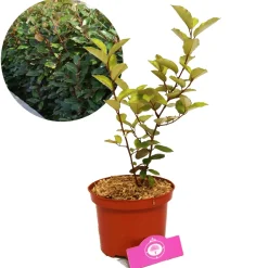 Schramas Olijfwilg Elaeagnus Ebbingei + Pot 17cm