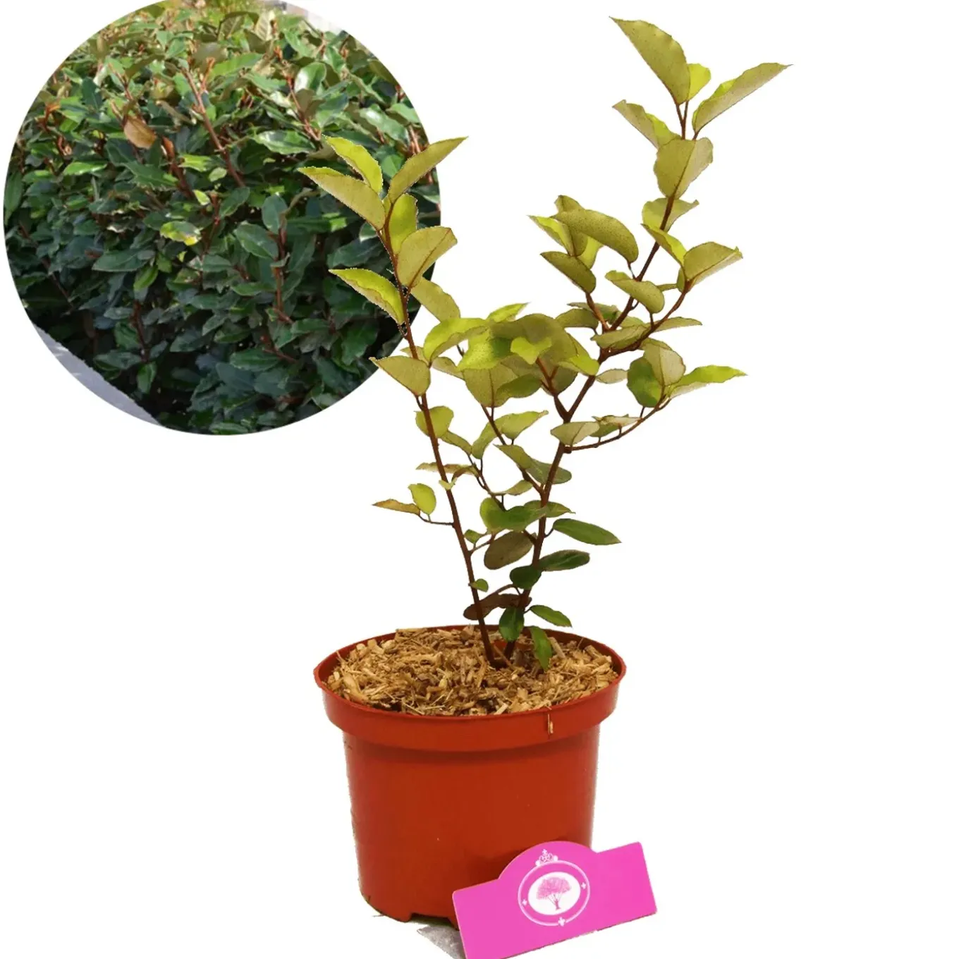 Schramas Olijfwilg Elaeagnus Ebbingei + Pot 17cm
