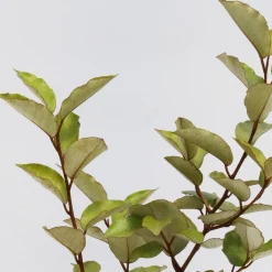 Schramas Olijfwilg Elaeagnus Ebbingei + Pot 17cm