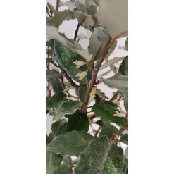 Schramas Olijfwilg Elaeagnus Ebbingei + Pot 17cm