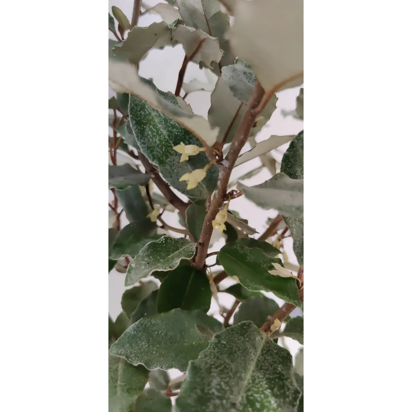 Schramas Olijfwilg Elaeagnus Ebbingei + Pot 17cm