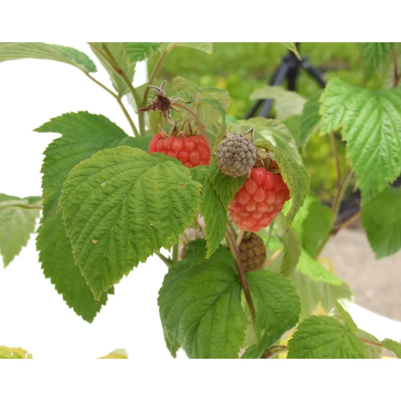 Schramas Rode Framboos Rubus Idaeus Glen Ample + Pot 17cm.