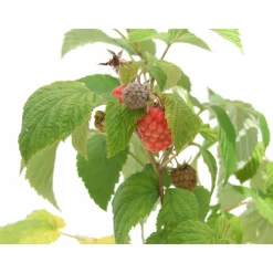 Schramas Rode Framboos Rubus Idaeus Glen Ample + Pot 17cm.