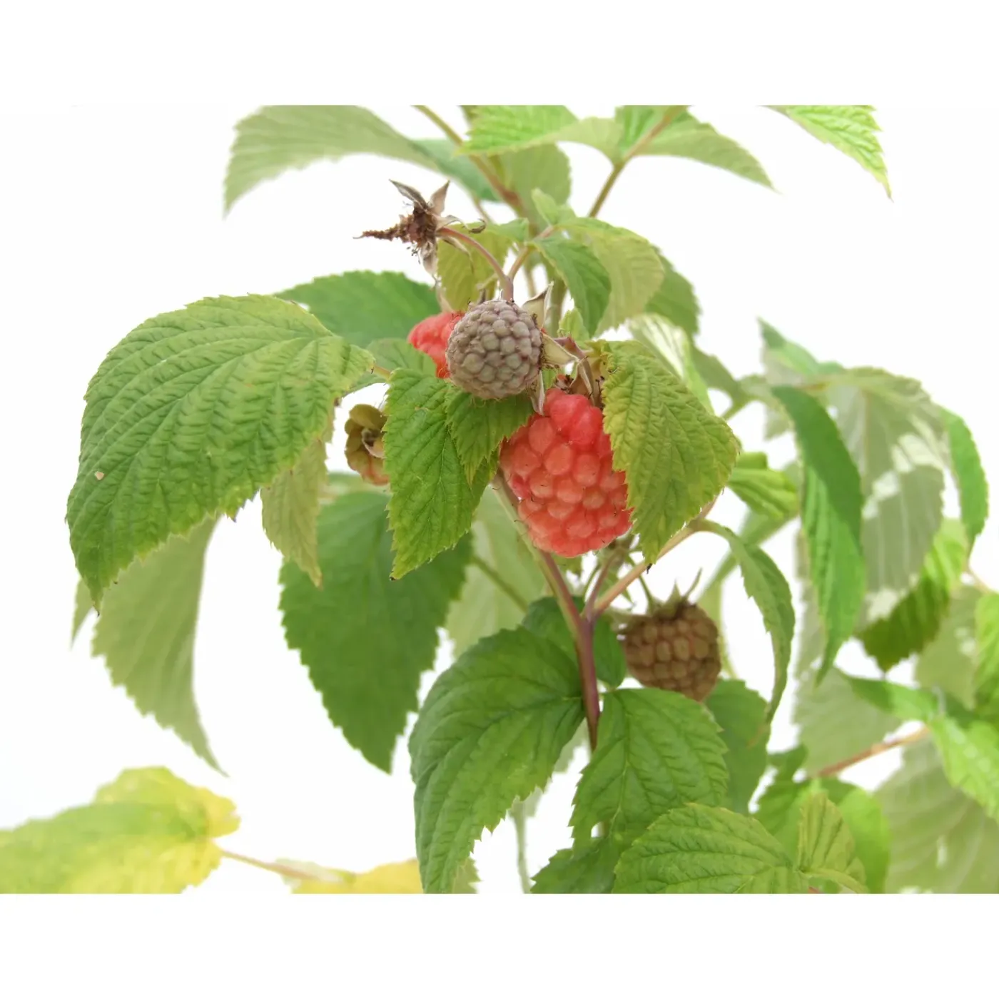 Schramas Rode Framboos Rubus Idaeus Glen Ample + Pot 17cm.