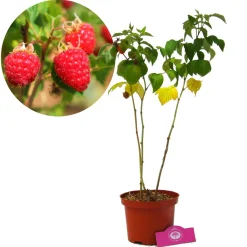 Schramas Rode Framboos Rubus Idaeus Glen Ample + Pot 17cm.
