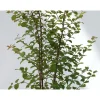 Schramas Sneeuwbes Symphoricarpos Doorenbosii Magic Berry Roze + Pot 17cm