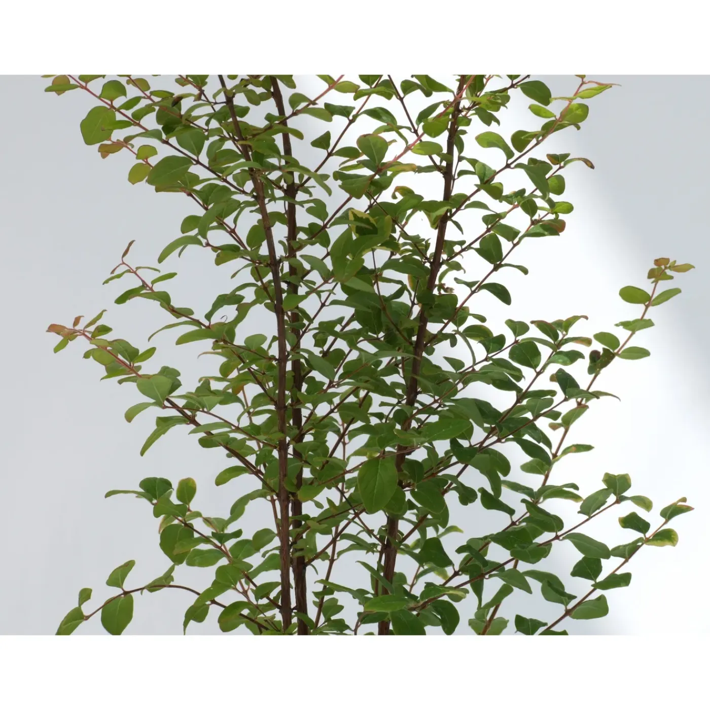Schramas Sneeuwbes Symphoricarpos Doorenbosii Magic Berry Roze + Pot 17cm