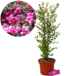 Schramas Sneeuwbes Symphoricarpos Doorenbosii Magic Berry Roze + Pot 17cm