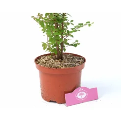 Schramas Sneeuwbes Symphoricarpos Doorenbosii Magic Berry Roze + Pot 17cm