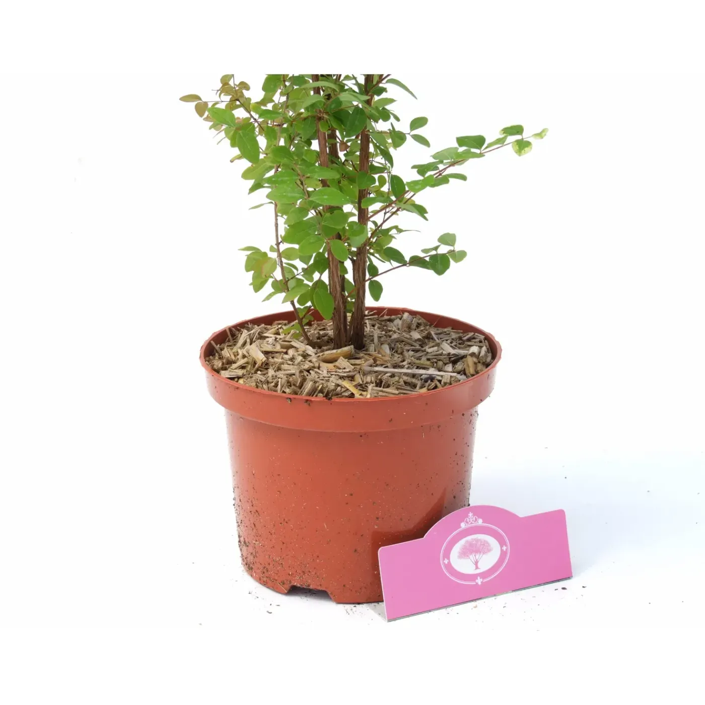 Schramas Sneeuwbes Symphoricarpos Doorenbosii Magic Berry Roze + Pot 17cm