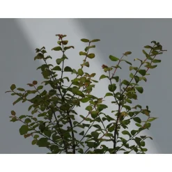 Schramas Sneeuwbes Symphoricarpos Doorenbosii Magic Berry Roze + Pot 17cm