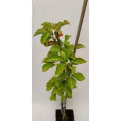 Schramas Zuilkersen Prunus Avium Boas + Pot 19cm 3 Stuks