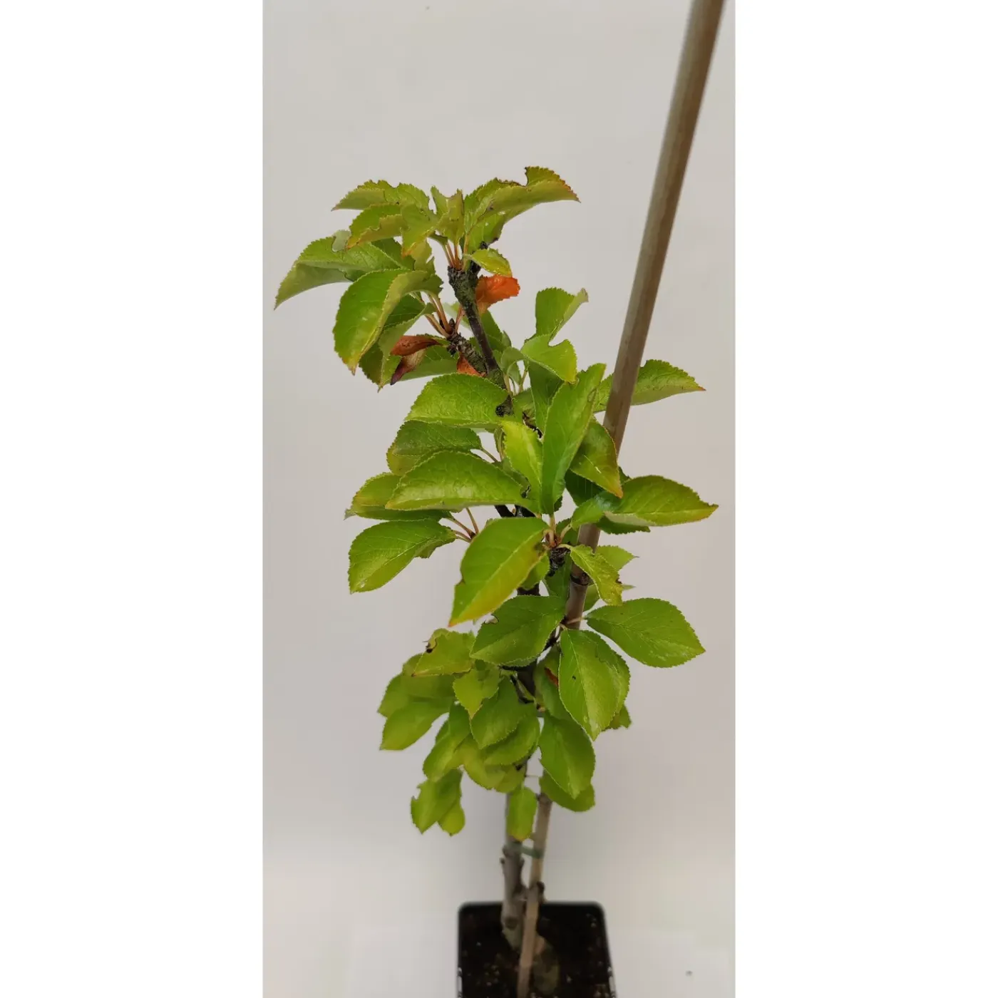 Schramas Zuilkersen Prunus Avium Boas + Pot 19cm 3 Stuks