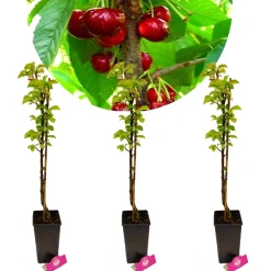 Schramas Zuilkersen Prunus Avium Boas + Pot 19cm 3 Stuks