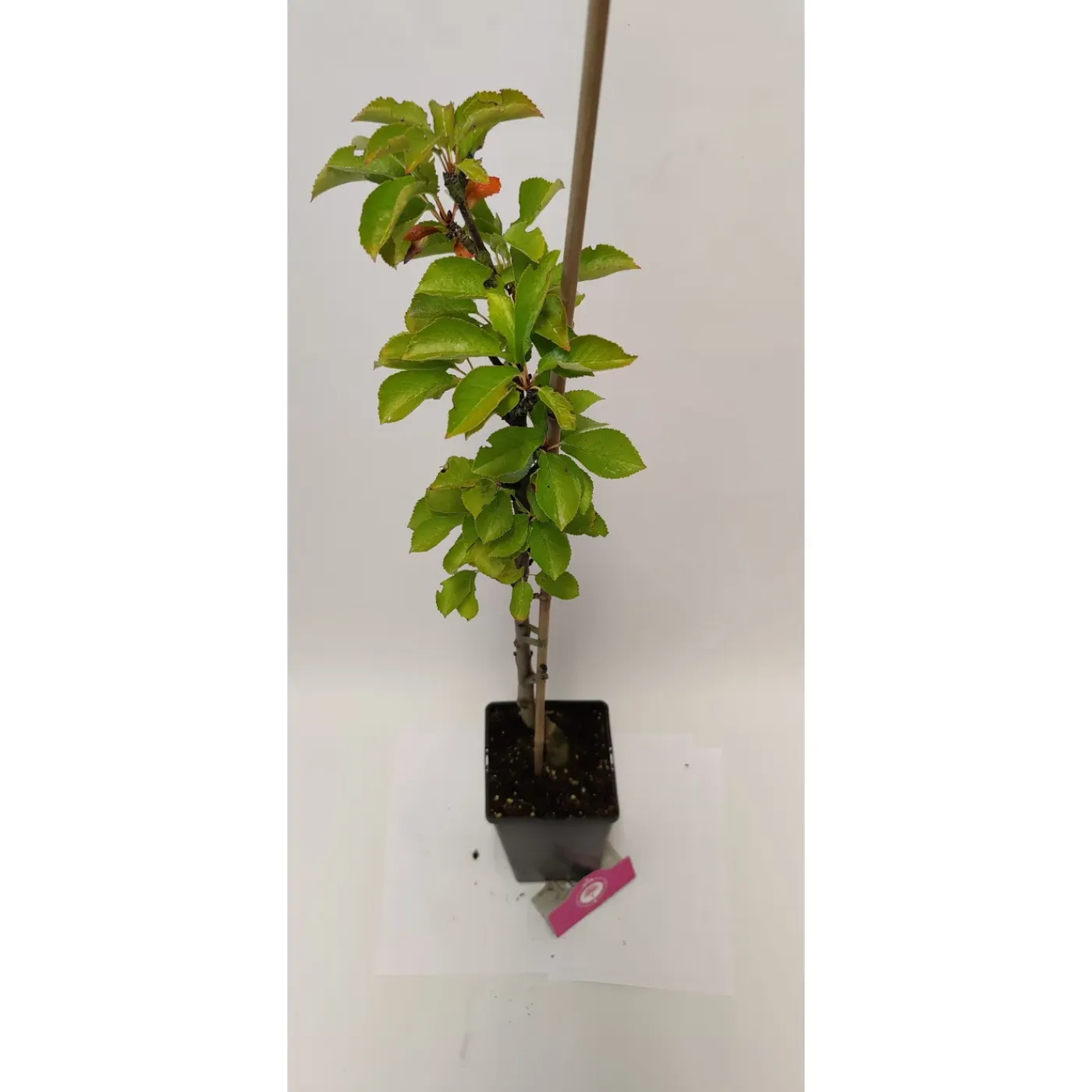 Schramas Zuilkersen Prunus Avium Boas + Pot 19cm 3 Stuks
