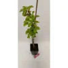 Schramas zuilkers Prunus Boas + Pot 19cm