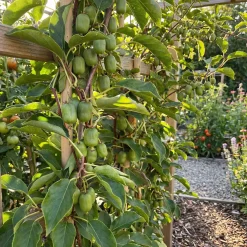 Bloomique Set Van 2 - Actinidia Arguta Issai - Kiwibes - Fruitplanten - Hoogte 50-70 Cm - Pot 15 Cm
