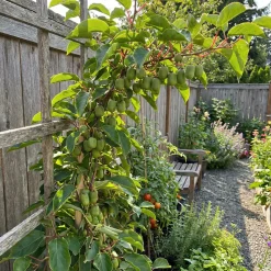 Bloomique Set Van 2 - Actinidia Arguta Issai - Kiwibes - Fruitplanten - Hoogte 50-70 Cm - Pot 15 Cm