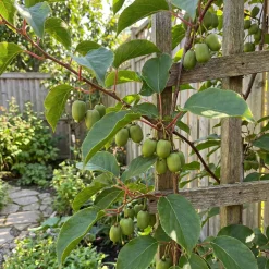 Bloomique Set Van 2 - Actinidia Arguta Issai - Kiwibes - Fruitplanten - Hoogte 50-70 Cm - Pot 15 Cm