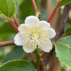 Bloomique Set Van 2 - Actinidia Arguta Issai - Kiwibes - Fruitplanten - Hoogte 50-70 Cm - Pot 15 Cm