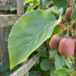 Bloomique Set Van 2 - Actinidia Arguta Issai 'ken's Red' - Rode Kiwibes - Hoogte 50-70 Cm - Pot 15 Cm