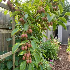 Bloomique Set Van 2 - Actinidia Arguta Issai 'ken's Red' - Rode Kiwibes - Hoogte 50-70 Cm - Pot 15 Cm