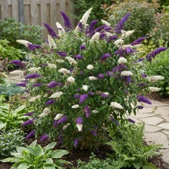 Set Van 2 - Buddleja Davidii Duo Purple White - Vlinderstruik - Hoogte 30-40 Cm - Pot 17 Cm