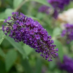 Set Van 2 - Buddleja Davidii Duo Purple White - Vlinderstruik - Hoogte 30-40 Cm - Pot 17 Cm