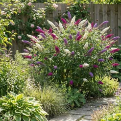 Set Van 2 - Buddleja Davidii Tricolor - Drie Kleuren Bloemen - Hoogte 30-40 Cm - Pot 17 Cm