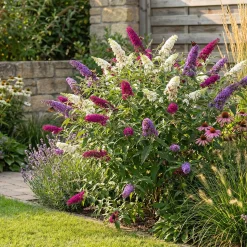 Set Van 2 - Buddleja Davidii Tricolor - Drie Kleuren Bloemen - Hoogte 30-40 Cm - Pot 17 Cm