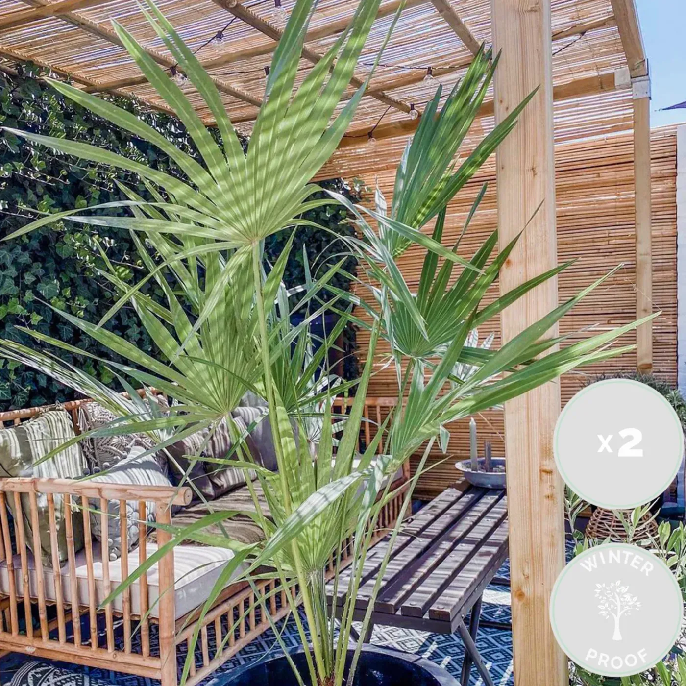 Bloomique Set Van 2 - Chamaerops Humilis - Europese Dwergpalm - Tuinplanten - Hoogte 40-50 Cm - Pot 15 Cm
