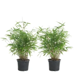 Bloomique Set Van 2 - Fargesia Rufa - Bamboe Plant - Winterhard - Tuinplanten - Hoogte 40-60 Cm - Pot 17 Cm