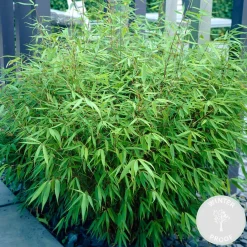 Bloomique Set Van 2 - Fargesia Rufa - Bamboe Plant - Winterhard - Tuinplanten - Hoogte 40-60 Cm - Pot 17 Cm