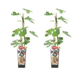 Bloomique Set Van 2 - Ficus Carica Brown Turkey - Vijgenboom - Fruitbomen - Hoogte 50-70 Cm - Pot 15 Cm