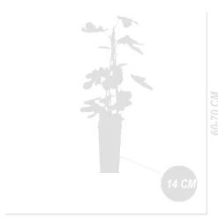 Bloomique Set Van 2 - Ficus Carica Brown Turkey - Vijgenboom - Fruitbomen - Hoogte 50-70 Cm - Pot 15 Cm