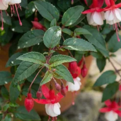 Bloomique Set Van 6 - Fuchsia Madame Cornelissen - Bellenplant - Rijkbloeiend - 10-20 Cm Hoog - 9 Cm Pot