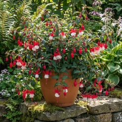 Bloomique Set Van 6 - Fuchsia Madame Cornelissen - Bellenplant - Rijkbloeiend - 10-20 Cm Hoog - 9 Cm Pot