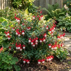 Bloomique Set Van 6 - Fuchsia Madame Cornelissen - Bellenplant - Rijkbloeiend - 10-20 Cm Hoog - 9 Cm Pot