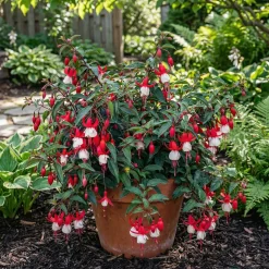 Bloomique Set Van 6 - Fuchsia Madame Cornelissen - Bellenplant - Rijkbloeiend - 10-20 Cm Hoog - 9 Cm Pot