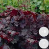 Set Van 6 - Heuchera Micrantha Palace Purple - Purperklokje - Hoogte 10-20 Cm - Pot 9x9 Cm