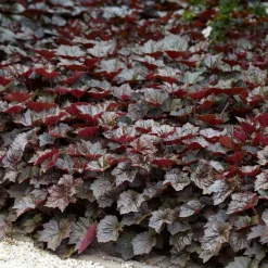 Set Van 6 - Heuchera Micrantha Palace Purple - Purperklokje - Hoogte 10-20 Cm - Pot 9x9 Cm