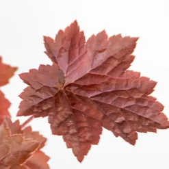 Set Van 6 - Heuchera Micrantha Palace Purple - Purperklokje - Hoogte 10-20 Cm - Pot 9x9 Cm