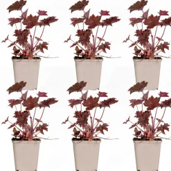 Set Van 6 - Heuchera Micrantha Palace Purple - Purperklokje - Hoogte 10-20 Cm - Pot 9x9 Cm
