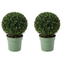 Bloomique Set Van 2 - Ilex Crenata Jenny - Japanse Hulst - Tuinplanten - 30-40cm Hoog - Pot 17cm