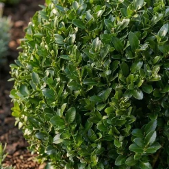 Bloomique Set Van 2 - Ilex Crenata Jenny - Japanse Hulst - Tuinplanten - 30-40cm Hoog - Pot 17cm