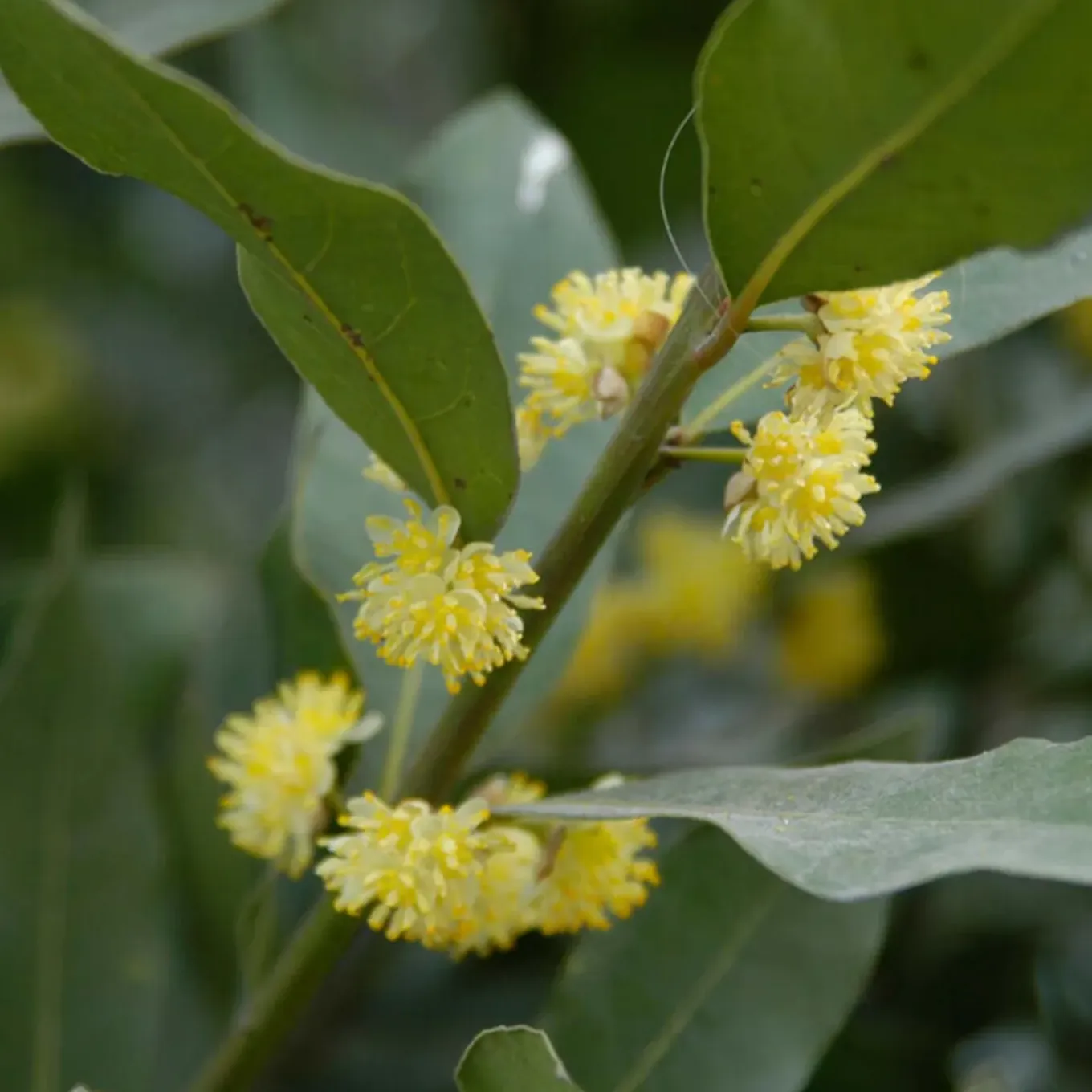 Set Van 2 - Laurus Nobilis - Echte Laurier Op Stam- Laurier Plant - 80-100 Cm Hoog - Pot 21 Cm