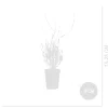 Set Van 3 - Lavandula Angustifolia ‘dwarf Blue’ - Lavendel - Vaste Plant - 10-20 Cm Hoog - 9 Cm Pot