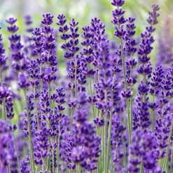 Set Van 3 - Lavandula Angustifolia ‘dwarf Blue’ - Lavendel - Vaste Plant - 10-20 Cm Hoog - 9 Cm Pot