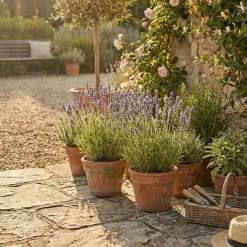 Set Van 3 - Lavandula Angustifolia ‘dwarf Blue’ - Lavendel - Vaste Plant - 10-20 Cm Hoog - 9 Cm Pot